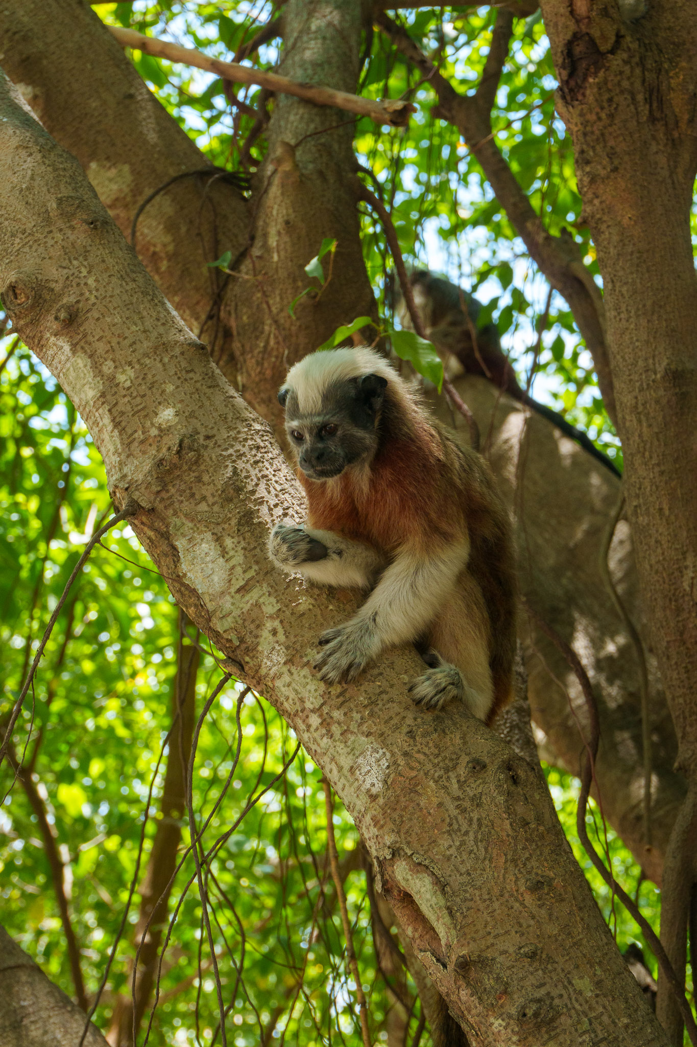 Tamarins monkey on a tree branch in the Cartagena Park. But it a monkey of the Amazon rainforest primarly.