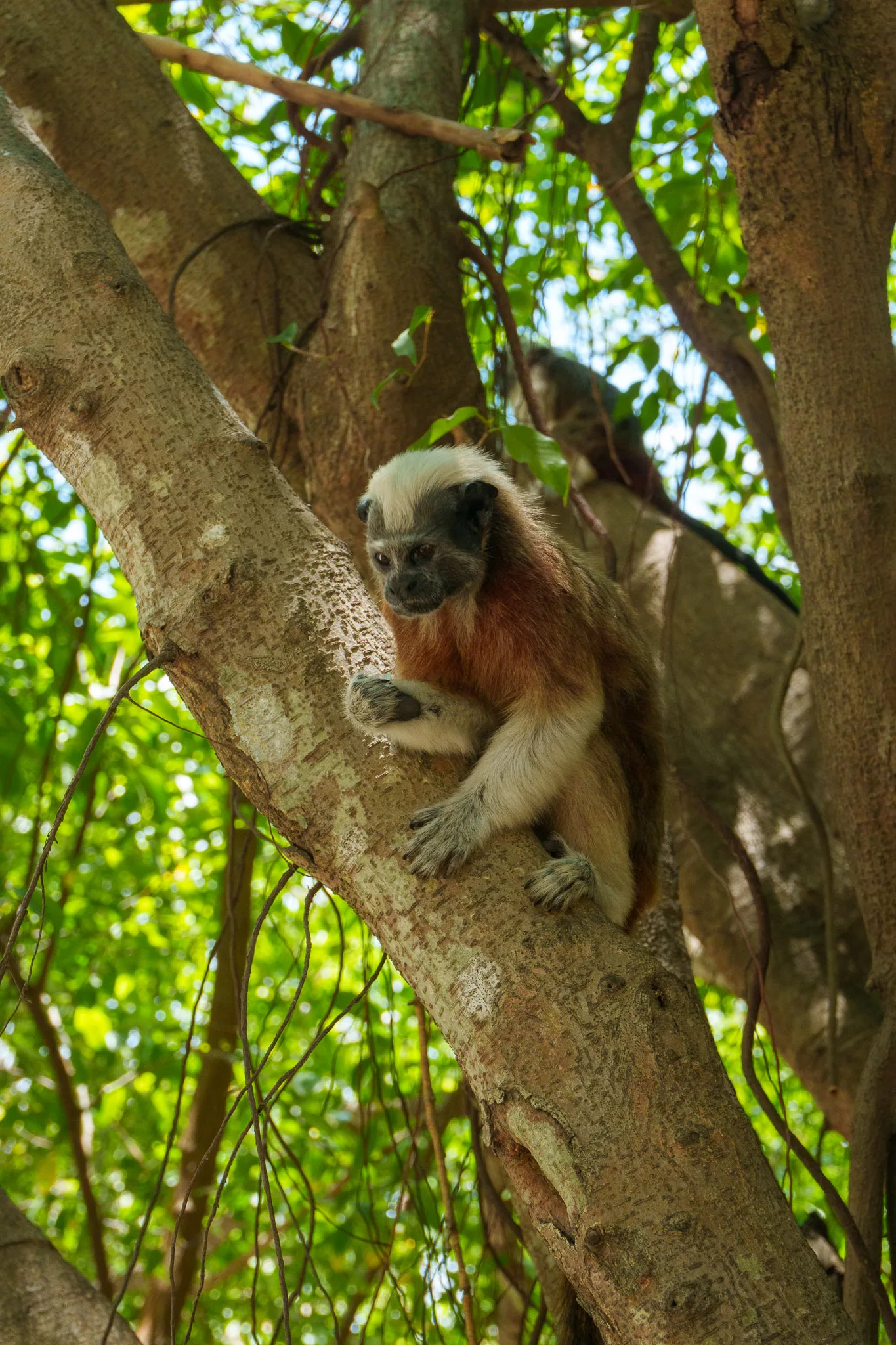 Tamarins monkey on a tree branch in the Cartagena Park. But it a monkey of the Amazon rainforest primarly.