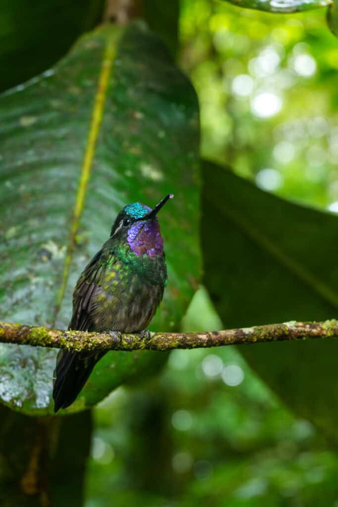 Humming-bird on a branch at the colibri cafe in Monteverde next to the National Reserve