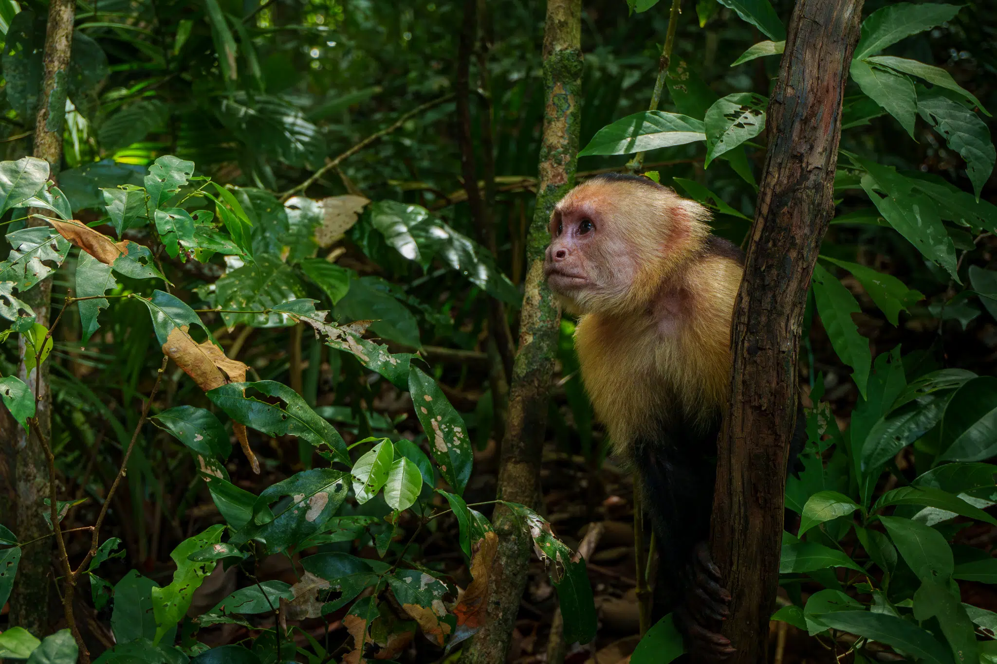 Capuchin monkey on a branch in the national park Manuel Antonio in Costa Rica