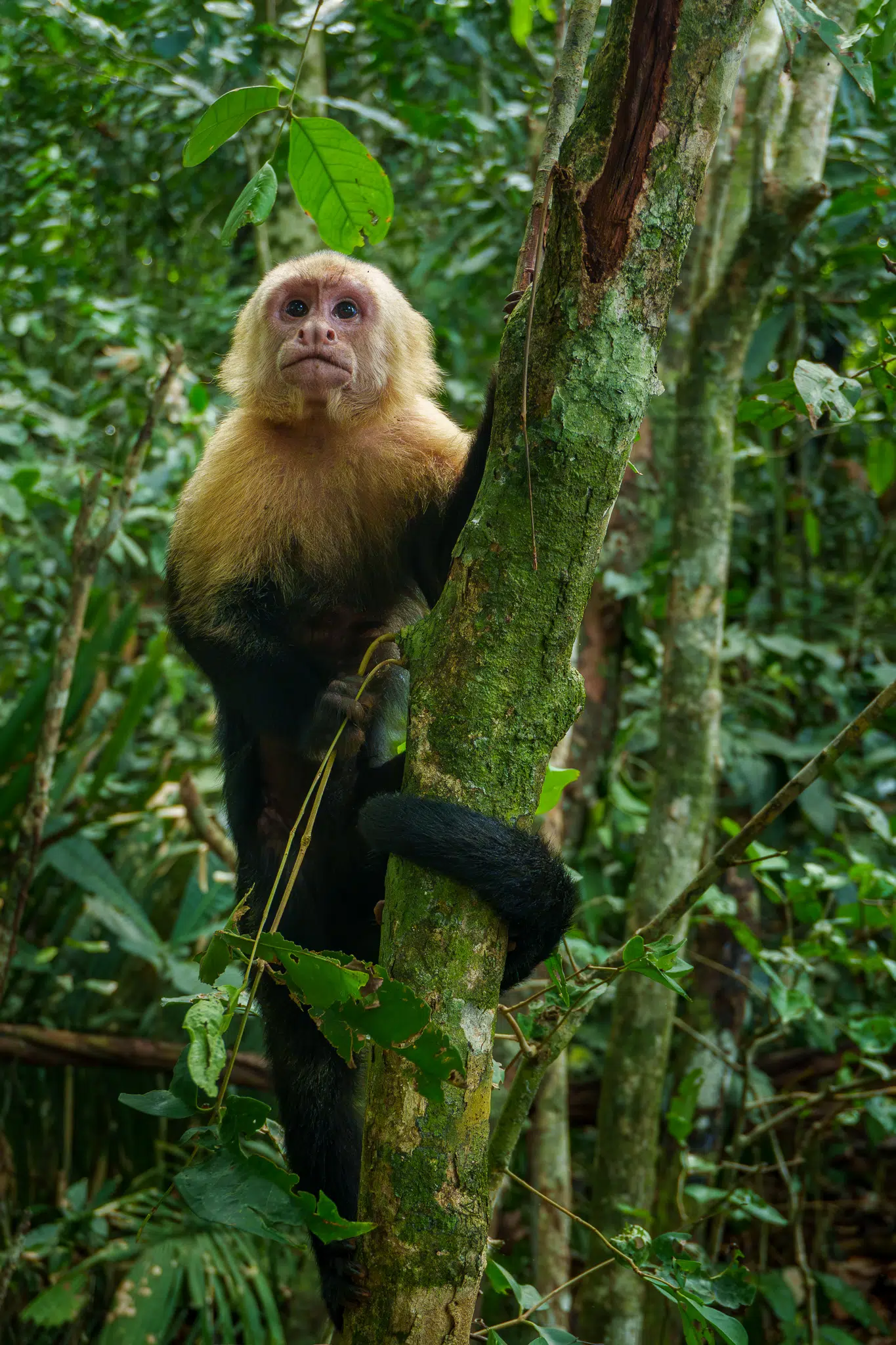 Capuchin monkey in Manuel Antonio park in Costa Rica