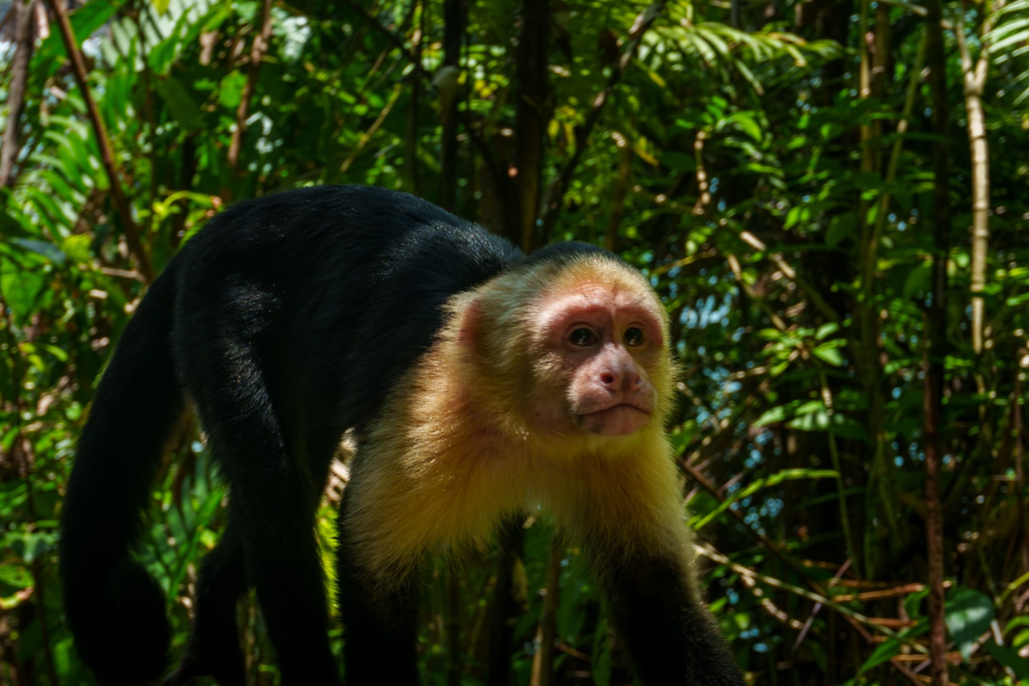 13 Monkeys of the Amazon Rainforest to Spot