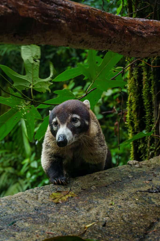 Coati at mystico park near La Fortuna in Costa Rica