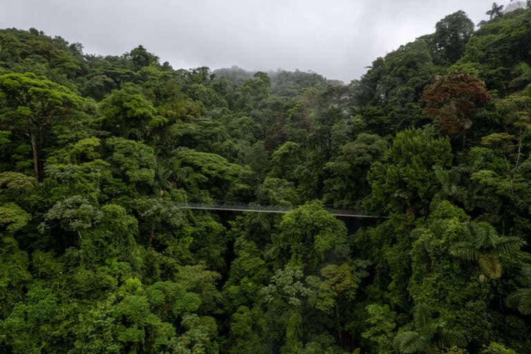 A long hanging bridge in Costa Rica stretches across dense, lush green rainforest, surrounded by tall trees and misty skies.