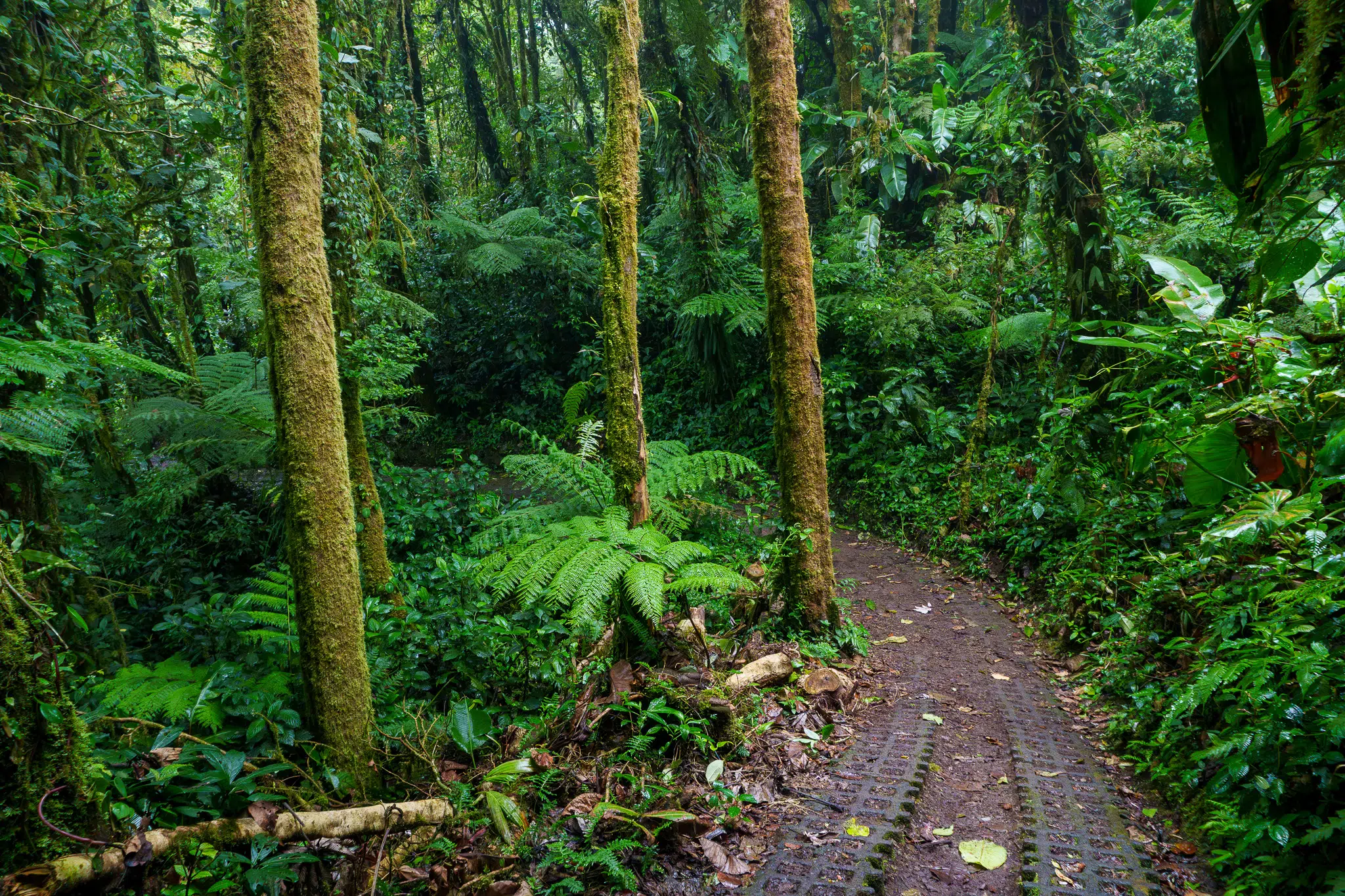 Path on a cloudforest paek in Costa Rica in Monteverde