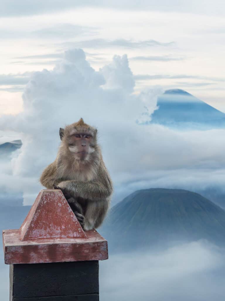 Monkey standing on a pole in front of the Bromo volcano in Indonesia