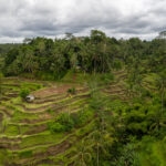 Aerial view of the rice terrace field in Bali island above Ubud city