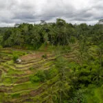 Aerial view of the rice terrace field in Bali island above Ubud city