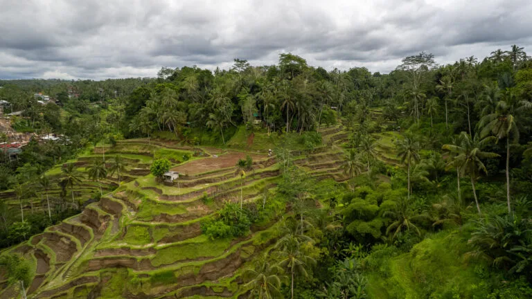 Aerial view of the rice terrace field in Bali island above Ubud city