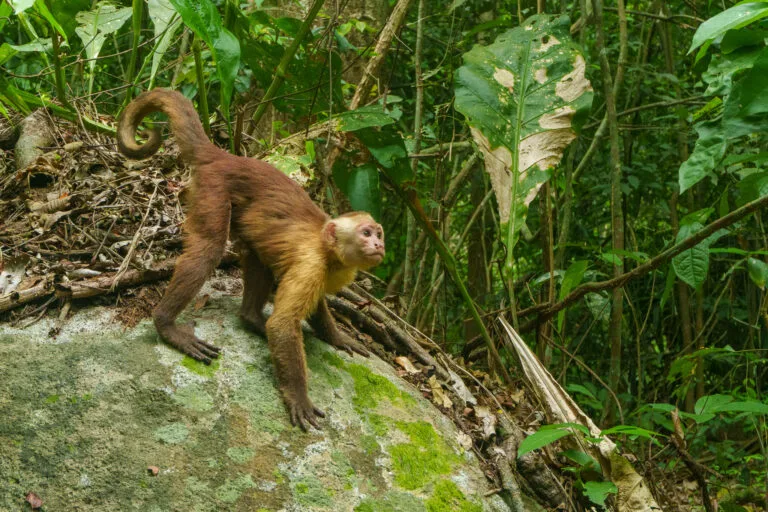 White face monkey in National Park of Tayrona. He's standing of a rock looking to jump on a branch