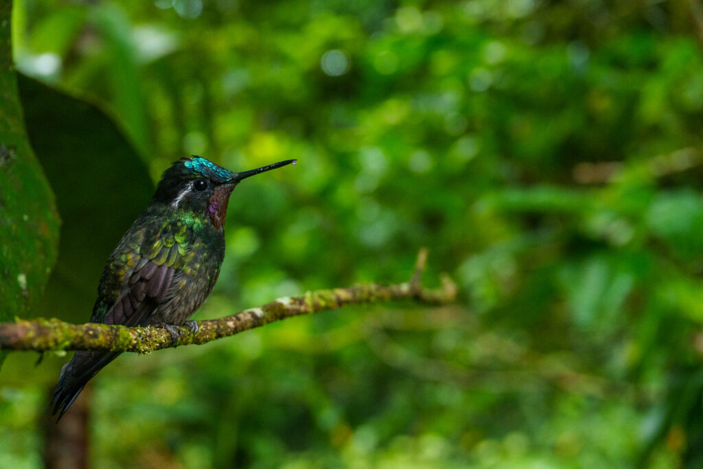 Close up of a beautiful green hummingbird with blue turqoise head and pruple throat, at monteverde Reserve in Costa Rica