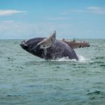 whale jumping out of the water at juanchaco in Colombia