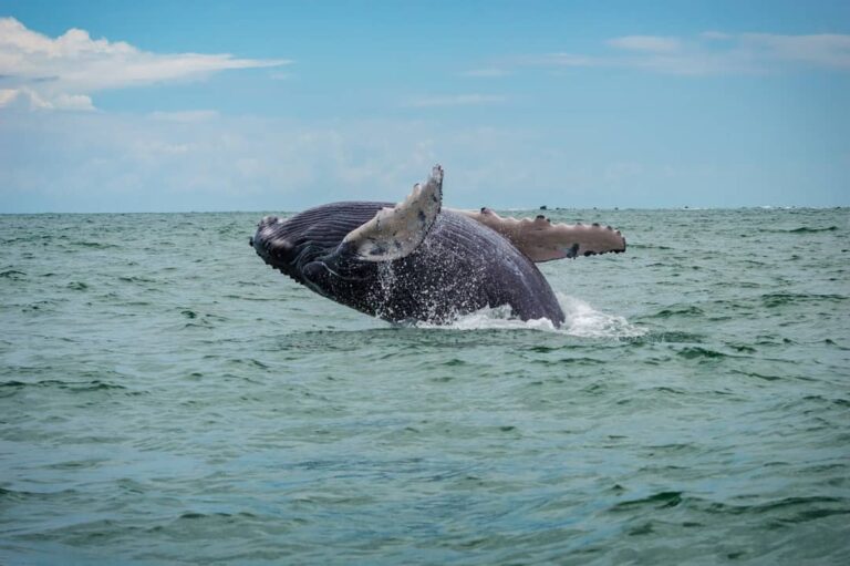 whale jumping out of the water at juanchaco in Colombia