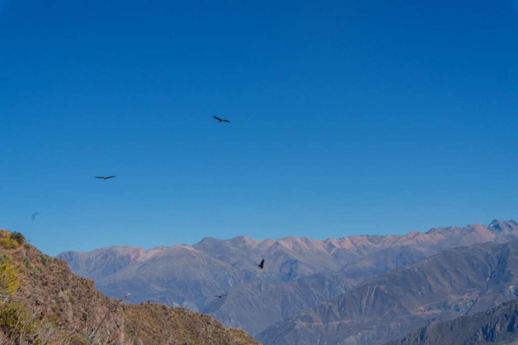Four Andean Condor flying at Mirador Cruz del Condor at Colca Canyon, nearby Cabanaconde Village