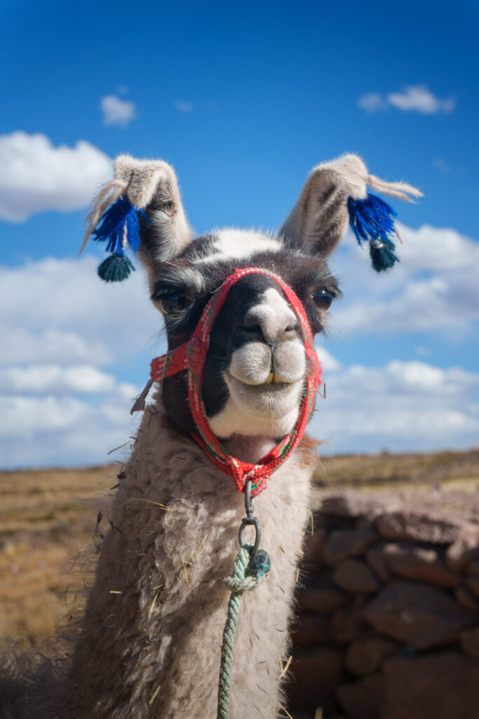 Close up of a llama with red leash and blue earrings during the tour to Sillustani tomb