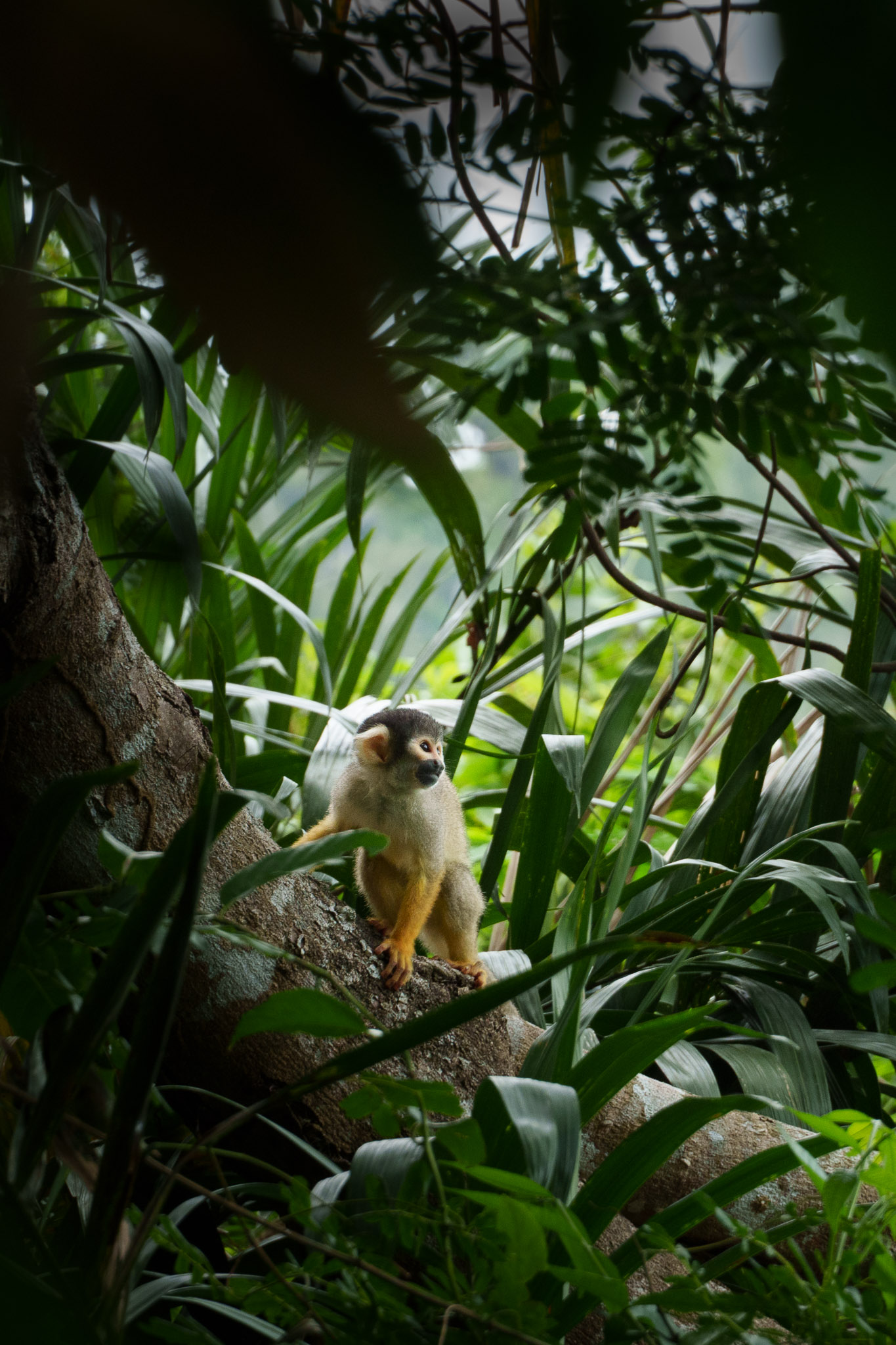 A squirrel monkey on a tree branch in the amazon rainforest in Bolivia