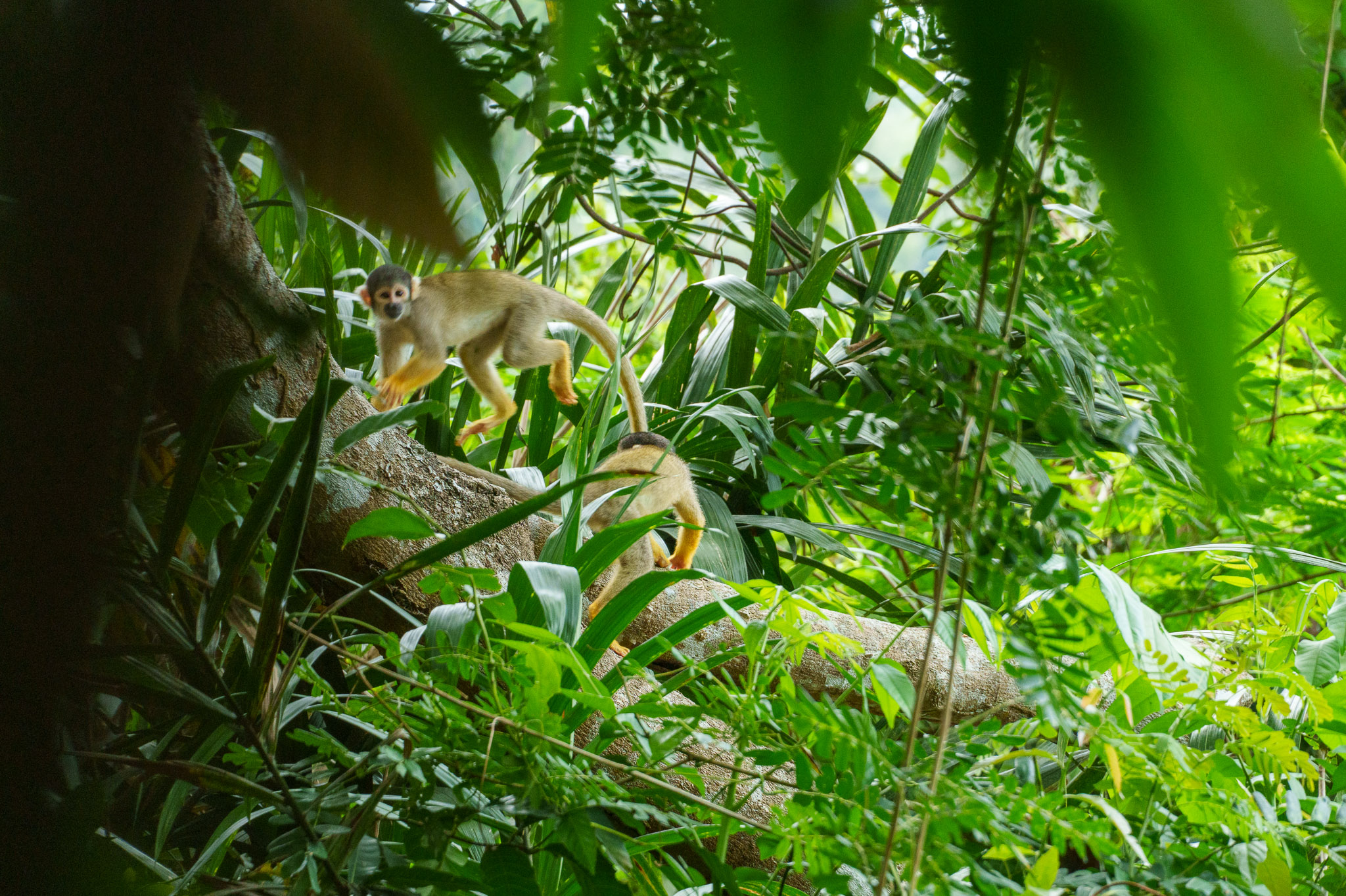 Two tiki monkeys or squirrel monkeys playing together in a tree in the amazon rainforest in Bolivia