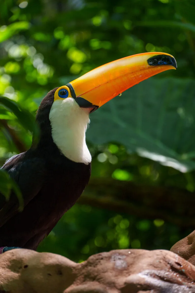 A toucan with a large orange beak and black and white feathers perches on a branch, surrounded by lush green foliage.