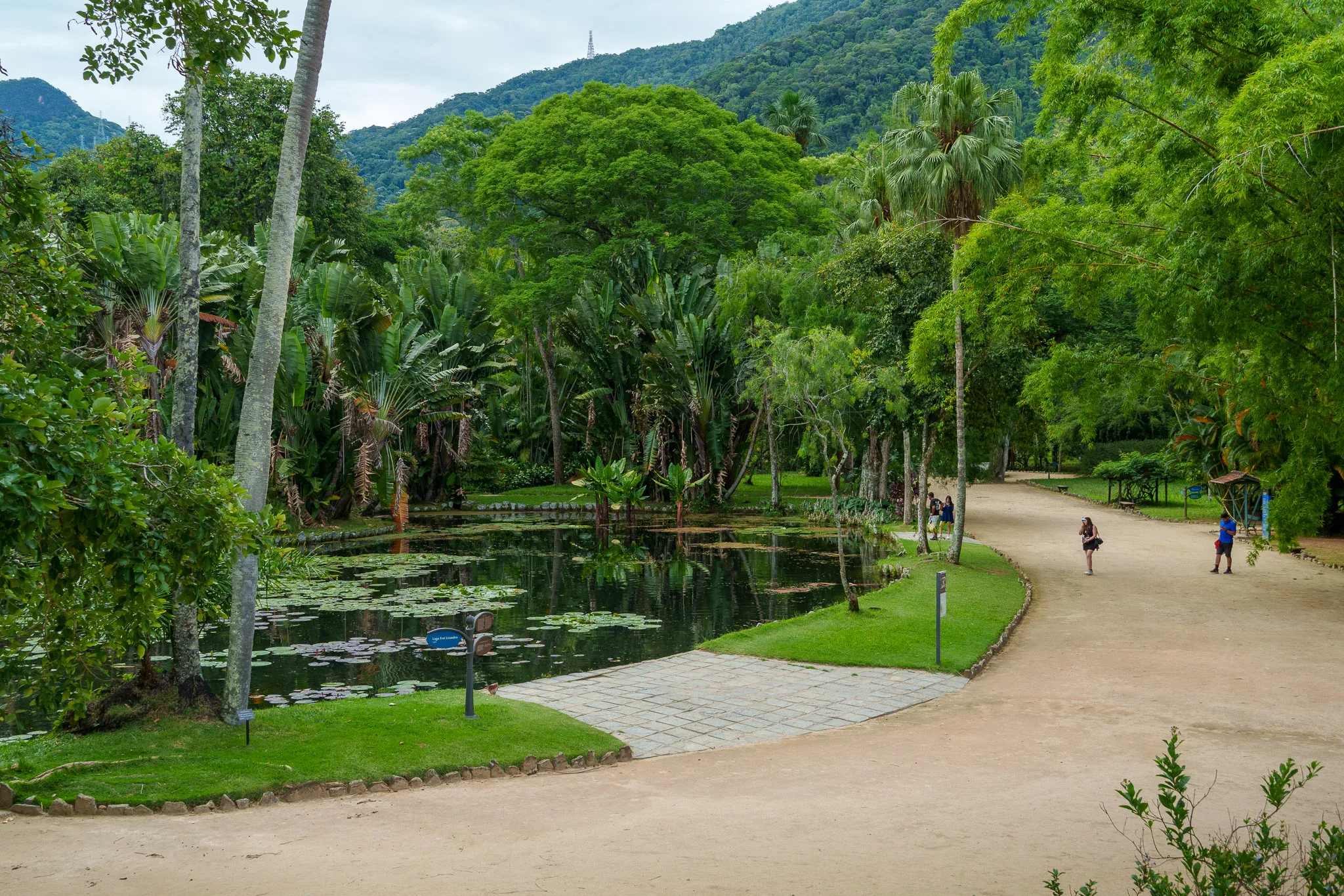 lake of the botanical garden of Rio de Janeiro, Brazil. the are many trees, palm trees. people are walking in the garden.