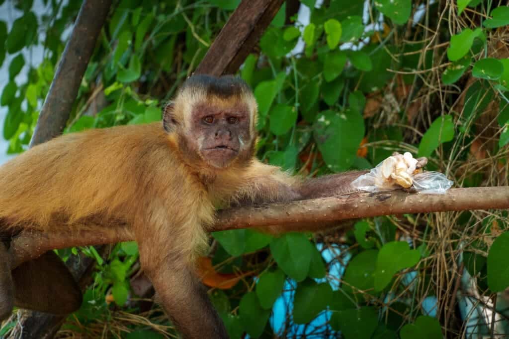 Monkey eating nuts on a branch. this sapajou is common at the vassouras village waiting for tourists to give him food.