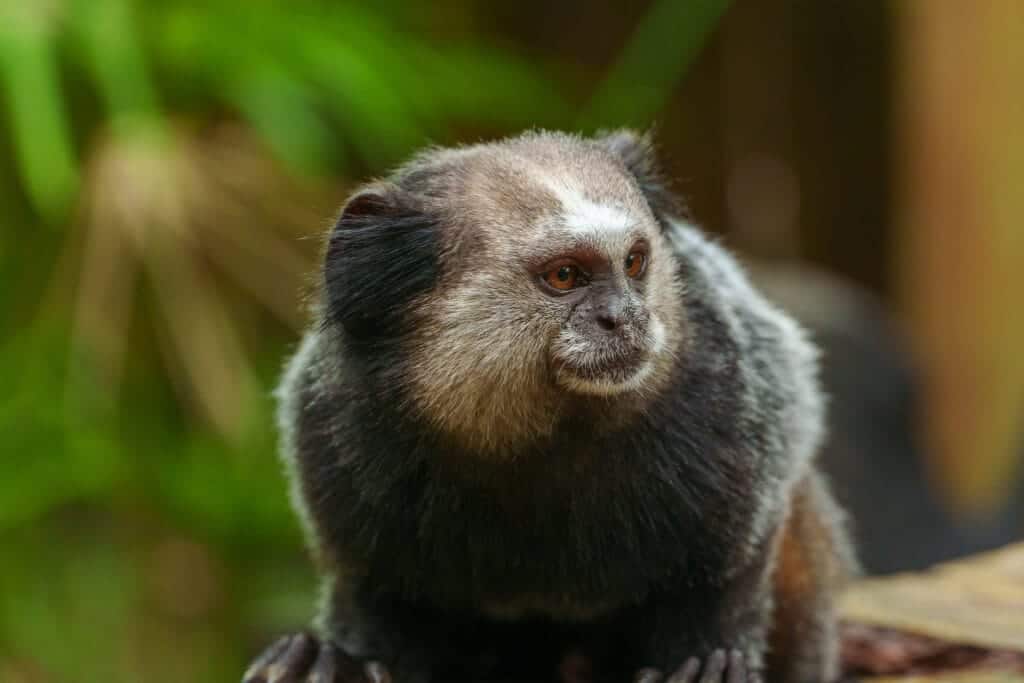 Close up of a mico monkey in itacaré. mico monkey are small and everywhere in this city on Brazil.