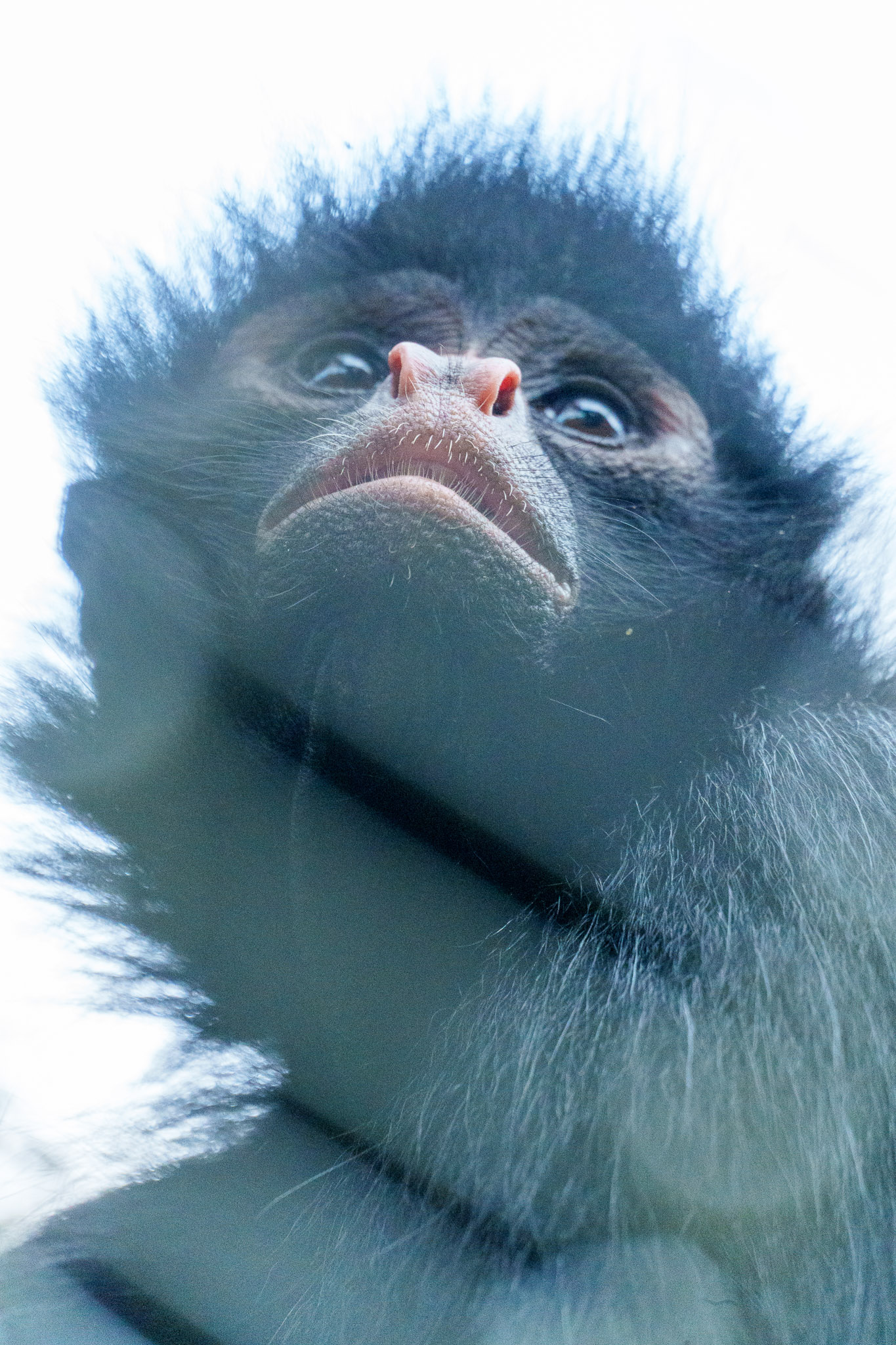 Close up of the head of a spider monkey at Senda Verde, the animal sancturary in the Yungas, Bolivia
