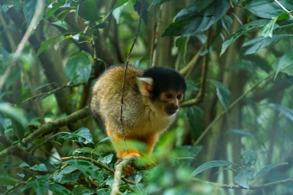 Black squirrel monkey standing on a branch. I took the photo at the animal sanctuary Senda Verde at the end of the Death Road Tour with Gravity Bolivia.