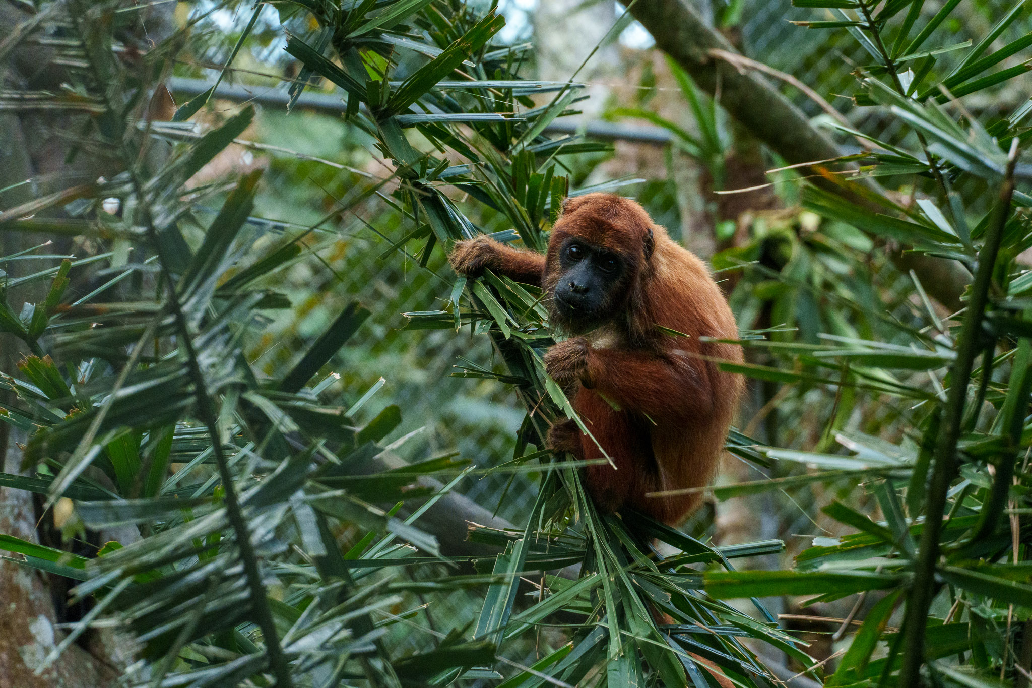 Howler monkey in a big cage with many other howler monkeys. there are in the sanctuary Senda Verde, a place Gravity Bolivia team visit after the Death Road.