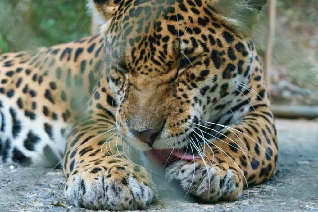 close-up of a jaguar at the animal sanctuary Sanda Verde i nthe Yungas. Gravity Bolivia include the visit of Sanda Verde after the Death Road.