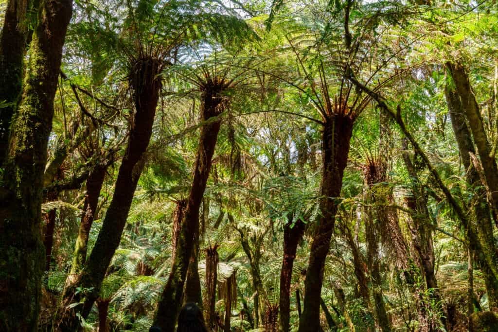 Thousands years old fern in the Nation Park of Amboro near Samaipata in Bolivia.
