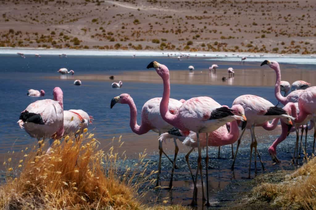A group of flamingos eating in a lake in the National reserve of Eduardo Avaroa in the South of Bolivia. You can visit this park during a 3-day tour to visit the Salt Flat of Uyuni