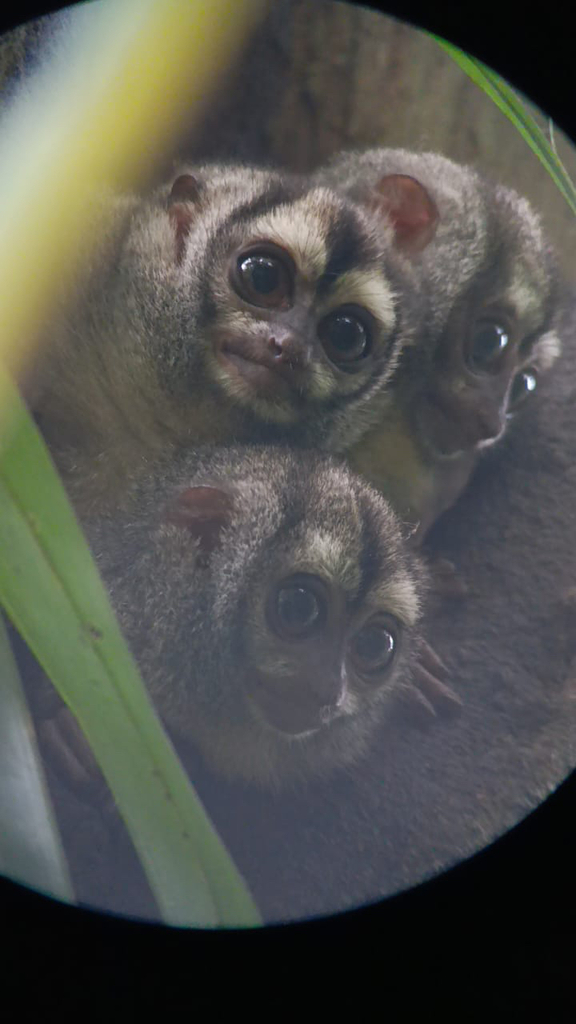 Owl monkey family hiding in a tree. there are seen during a guided tour in the amazon jungle, from far away with a binocular.