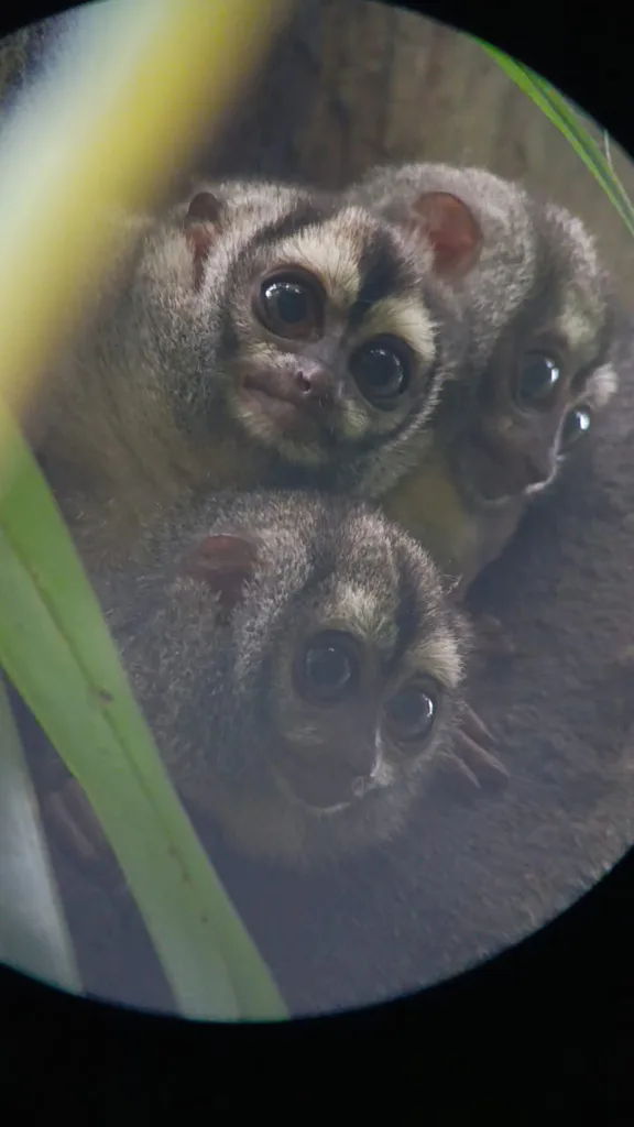 Owl monkey family hiding in a tree. there are seen during a guided tour in the amazon jungle, from far away with a binocular.