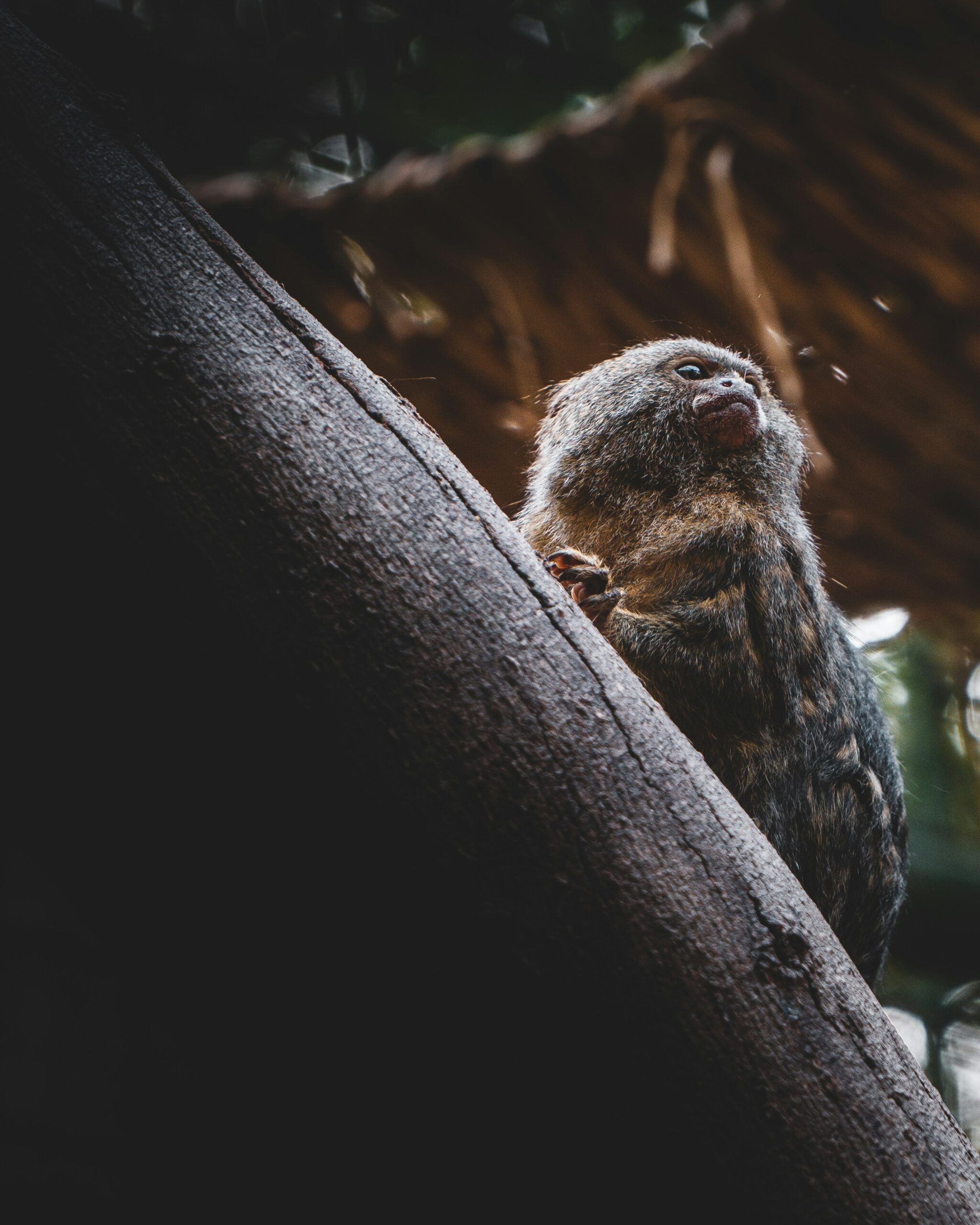 Pygmy marmoset on a branch tree. One of the smallest monkeys of the amazon rainforest.