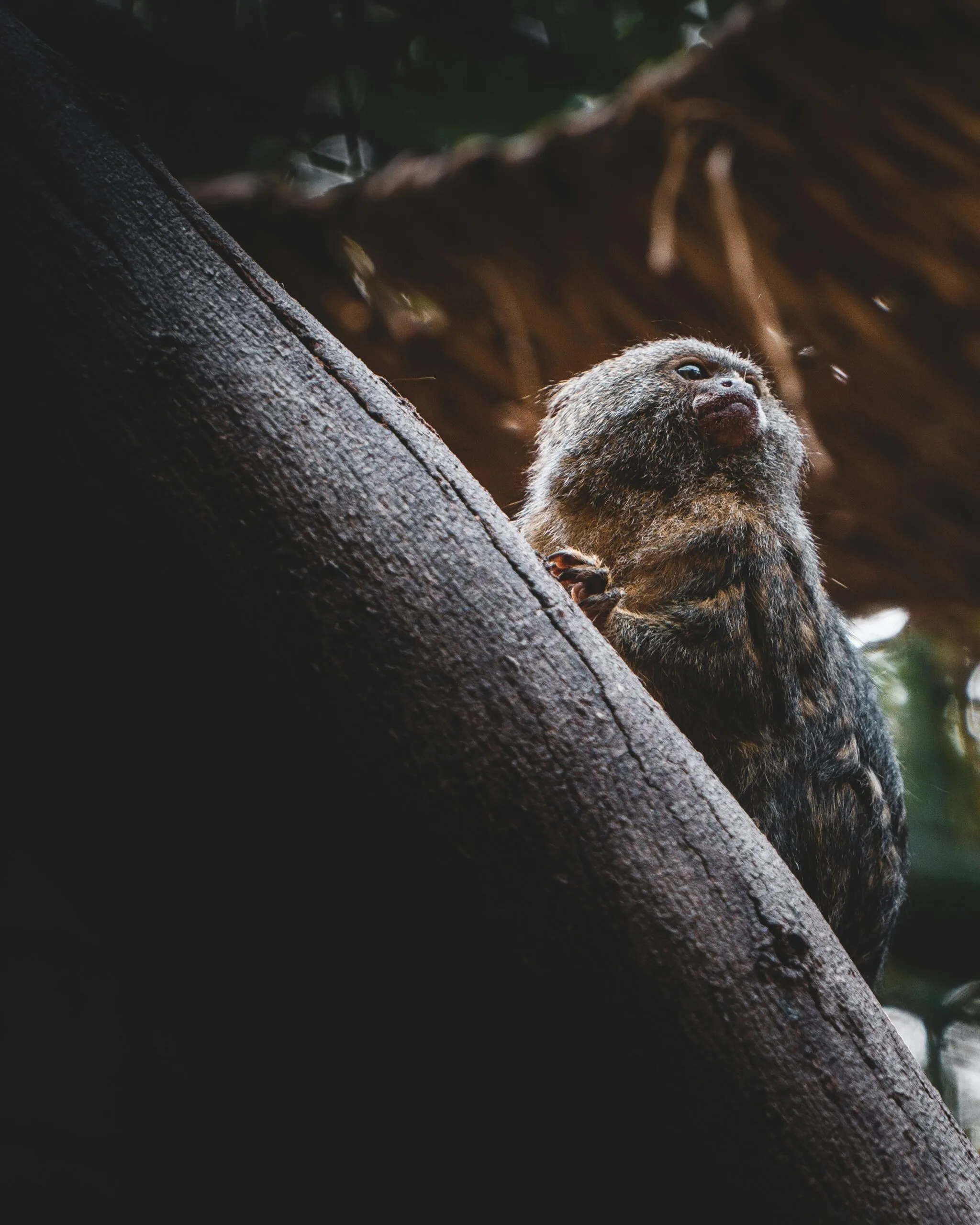 Pygmy marmoset on a branch tree. One of the smallest monkeys of the amazon rainforest.