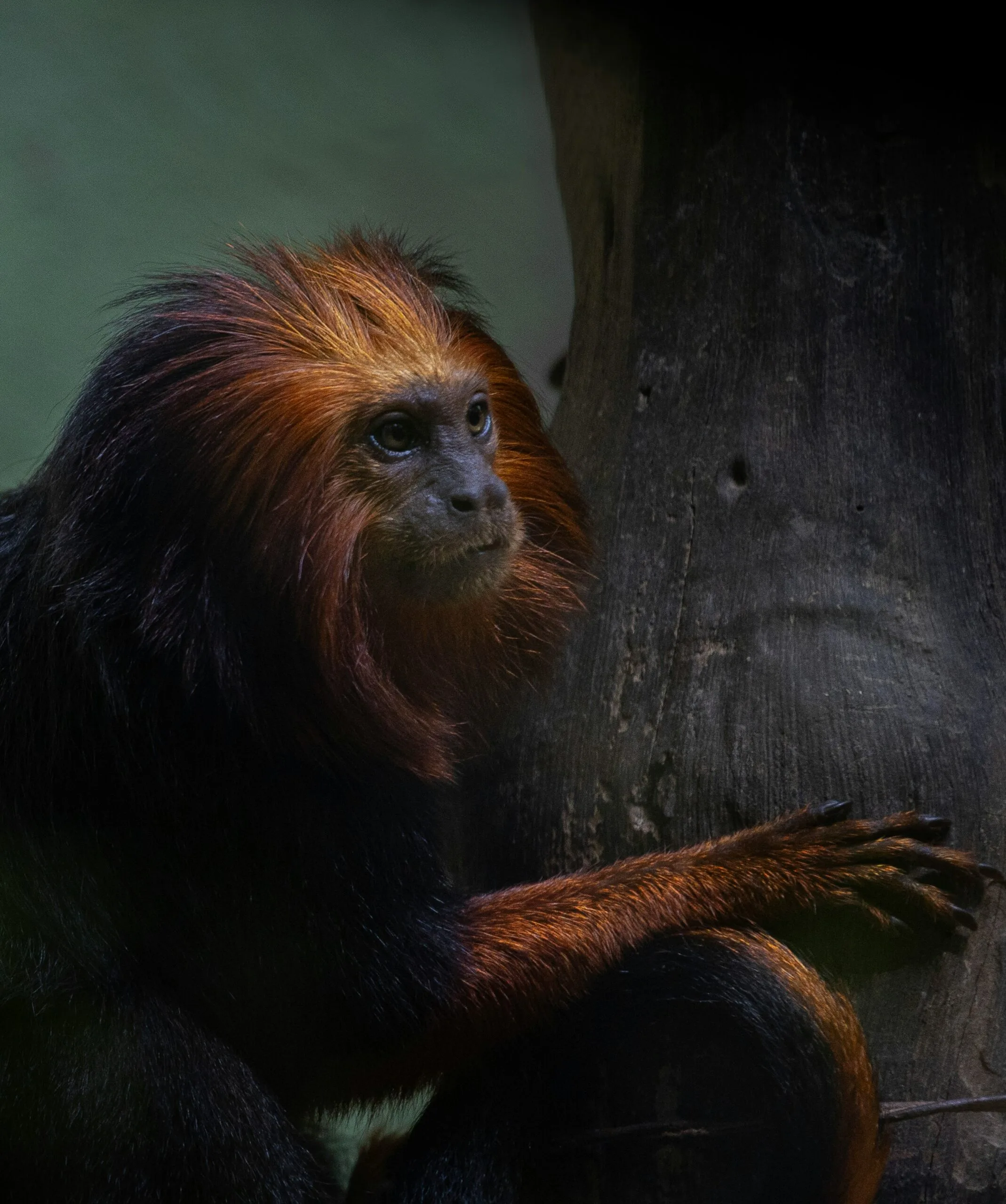 Close up of a titi monkey on a tree.