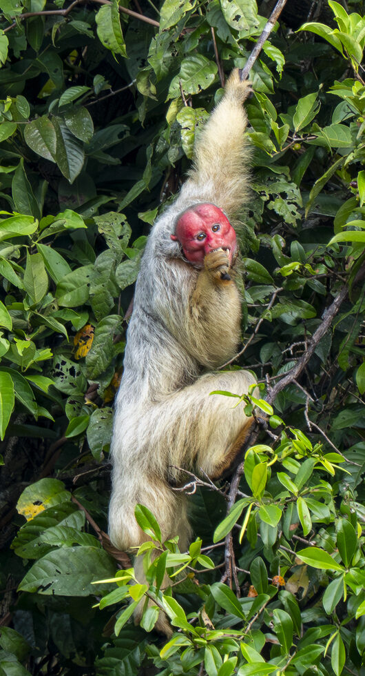 Uakari monkey on a tree hanging from a branch. Truly an amazing monkey of the amazon jungle rainforest.