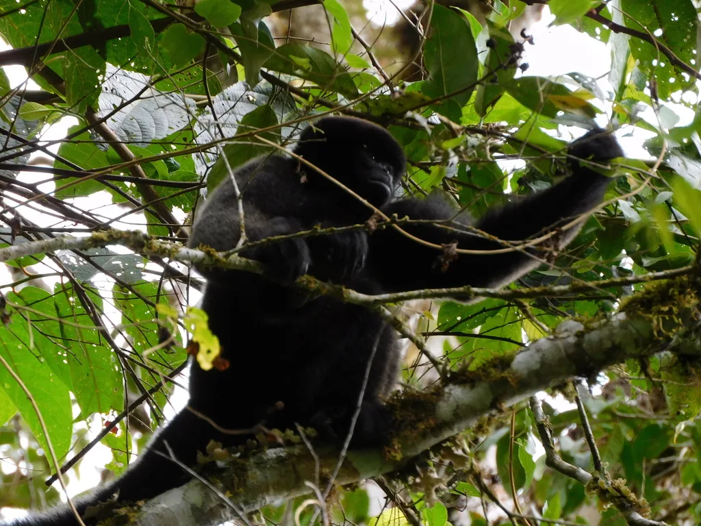 Woolly monkey sitted on a branch high up in a tree in the Amazon jungle.