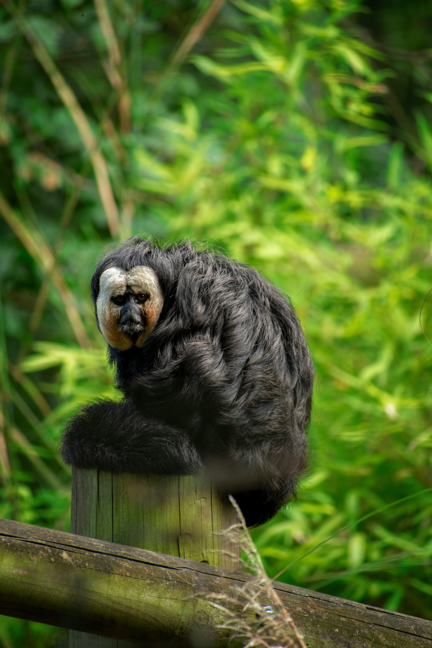 Saki Monkey on of the Amazon jungle monkeys you can spot in a tour.