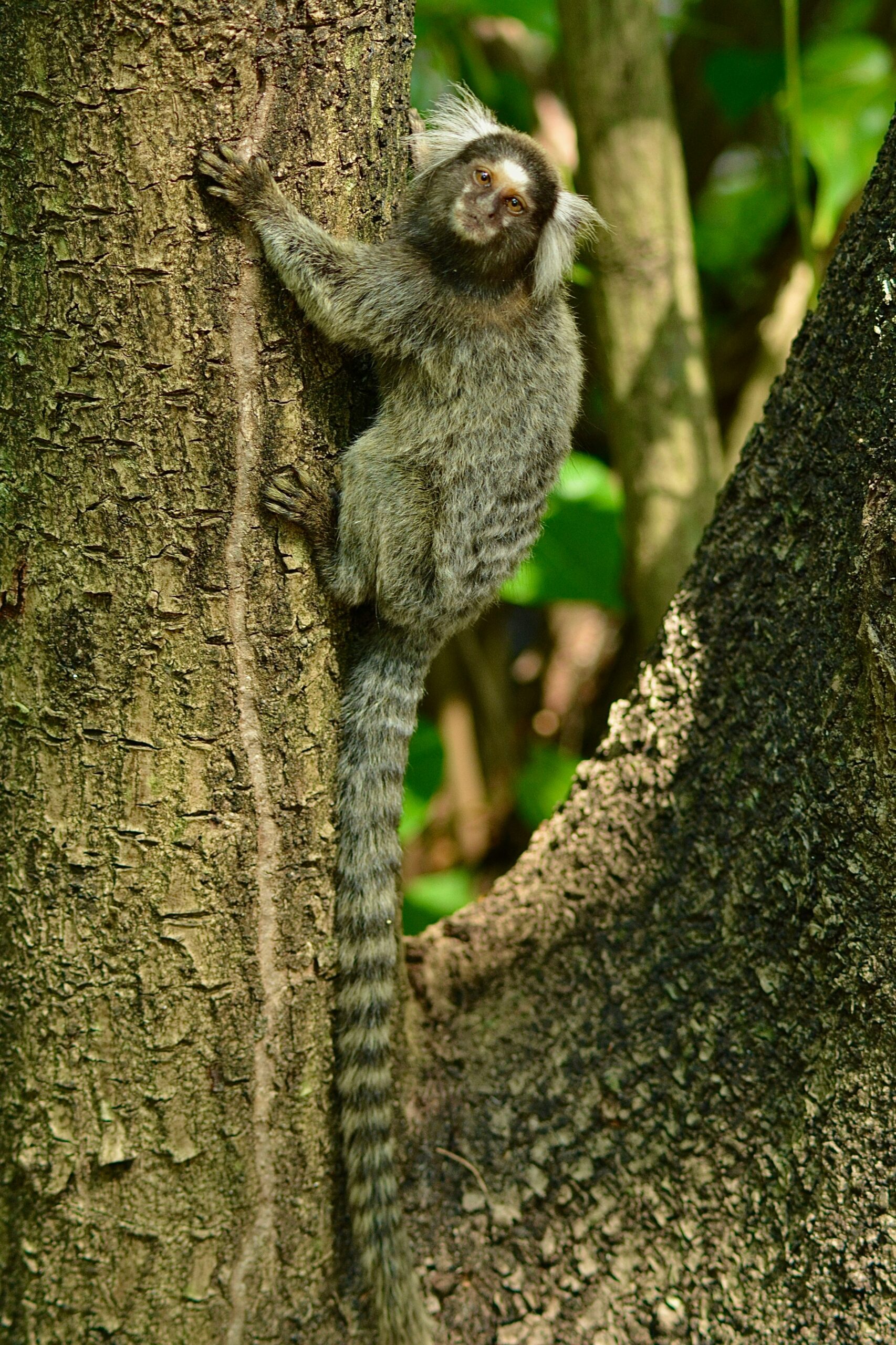 Marmoset monkey on a tree. A Monkey rainforest you can spot in the brazilian coast.