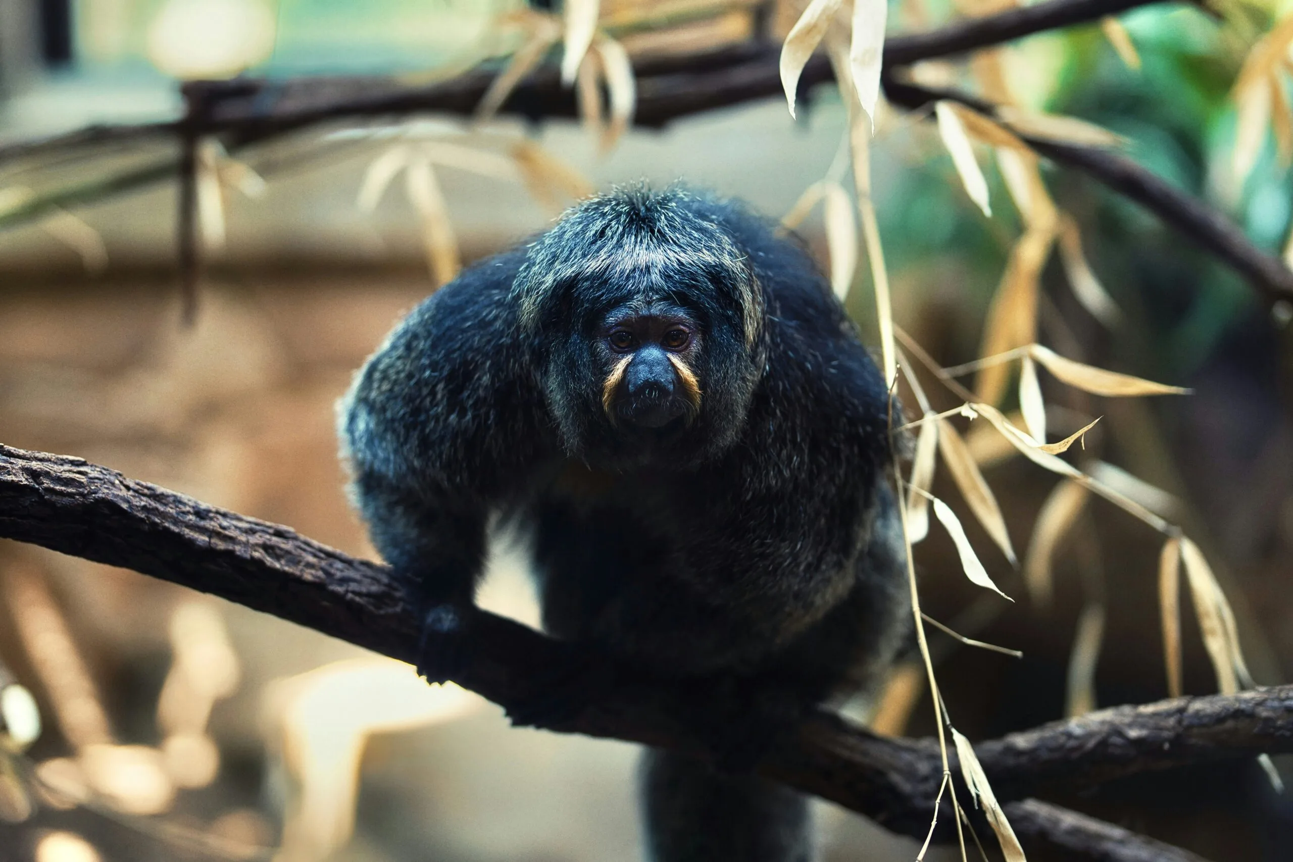 Monk Saki in the amazon rainforest on a branch looking a the camera direction.