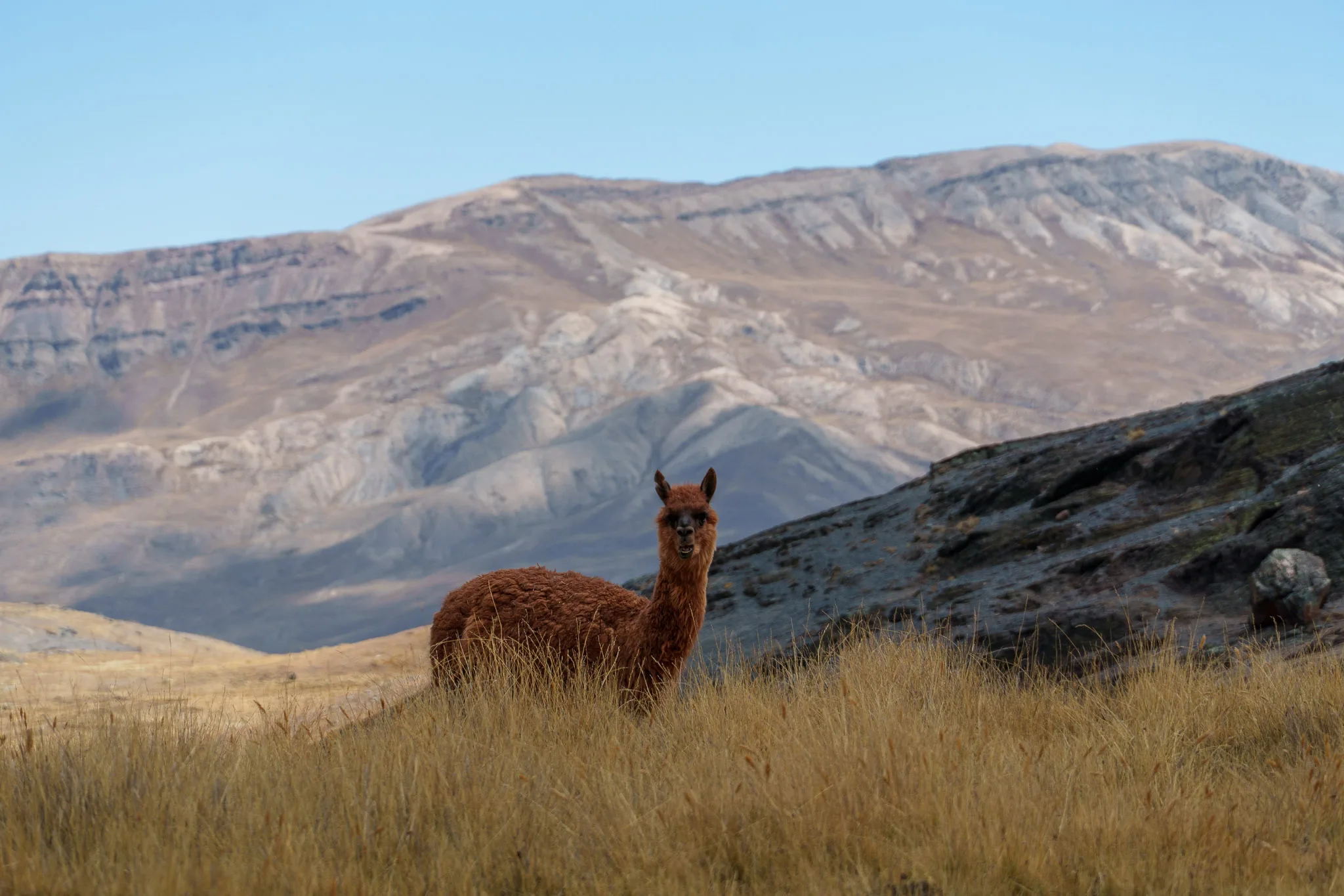 Llama in the mountain near La Paz, Bolivia.