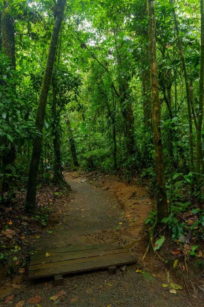 path inside the volcan tenorio national park. it's full of trees all around, and we walk below the canopy. Costa Rica.