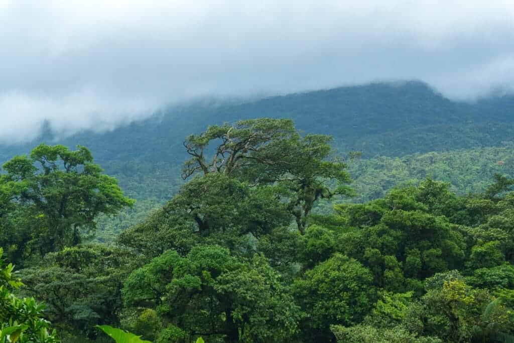 forest of the the volcan tenorio national park, costa rica
