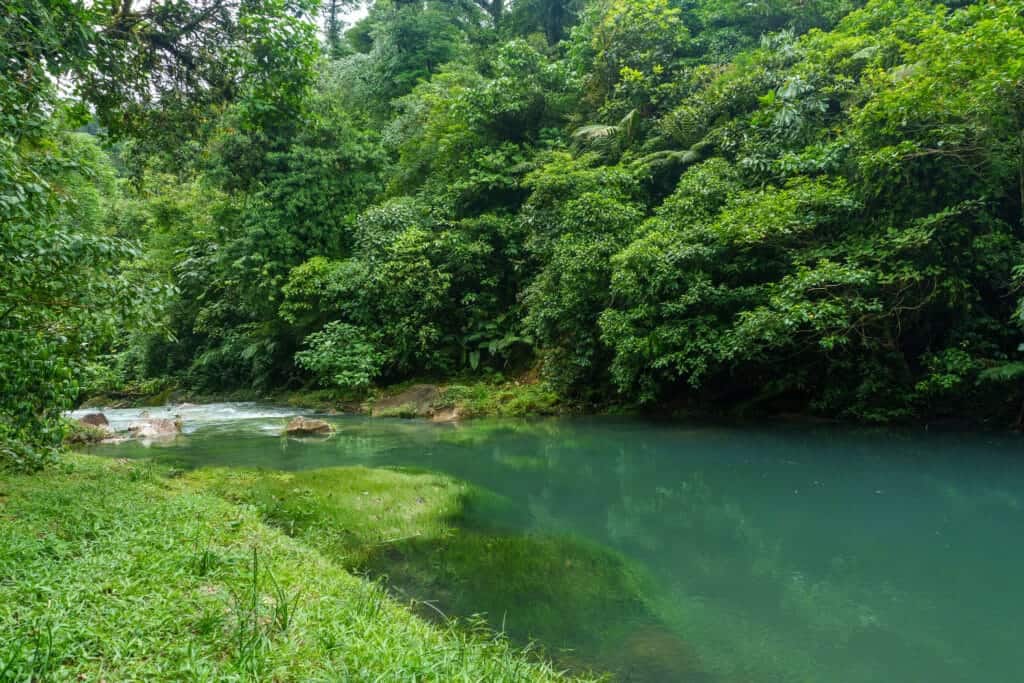 Blue turquoise water of the river celeste inside the volcan tenorio national park, costa rica.