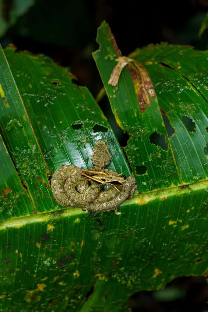 Eye lashes snake with a criket on top. National Park of Volcan Tenorio, Costa Rica.