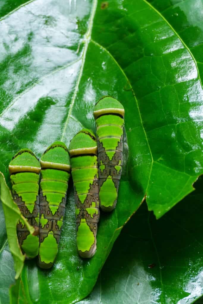 Four caterpillar on a green leaf in the National Park of the Volcan Tenorio, Costa Rica.