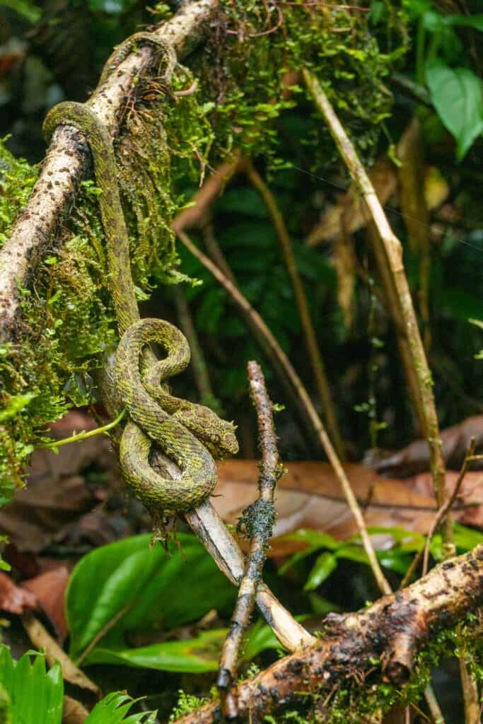 eye lashes snake in the Tenorio National Park, Cosa Rica.