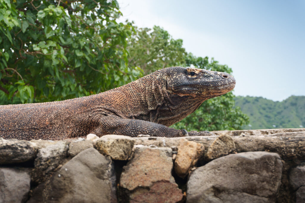 HorizonHugo Indonesia Komodo Dragon 4