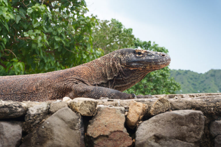 HorizonHugo - Indonesia - Komodo Dragon-4